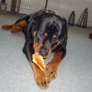 Rottweiler Cæsar