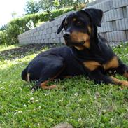 Rottweiler Tøsen
