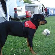 Rottweiler Tøsen
