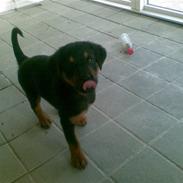 Blanding af racer Gizmo