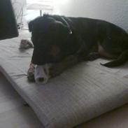 Blanding af racer Gizmo