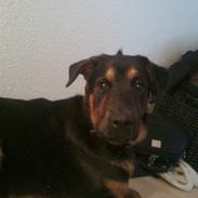 Blanding af racer Gizmo