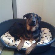 Blanding af racer Gizmo