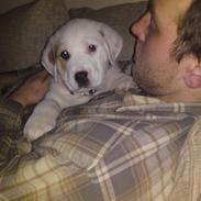 Central asiatisk Ovcharka Mille RIP Du er savnet mi