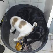 Central asiatisk Ovcharka Mille RIP Du er savnet mi