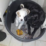 Central asiatisk Ovcharka Mille RIP Du er savnet mi