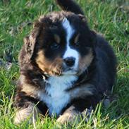 Berner sennenhund Harthins Kenya