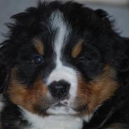 Berner sennenhund Harthins Kenya