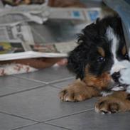 Berner sennenhund Harthins Kenya