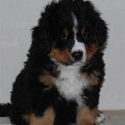 Berner sennenhund Harthins Kenya