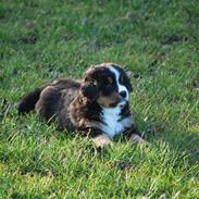 Berner sennenhund Harthins Kenya