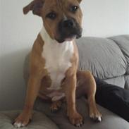 Staffordshire bull terrier Pitu