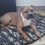 Staffordshire bull terrier Pitu