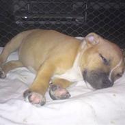 Staffordshire bull terrier Pitu