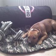 Staffordshire bull terrier Pitu