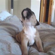 Staffordshire bull terrier Pitu