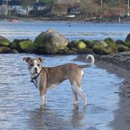 Amerikansk staffordshire terrier Angel <3