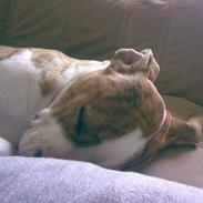 Amerikansk staffordshire terrier Angel <3