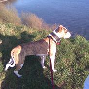 Amerikansk staffordshire terrier Angel <3