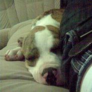 Amerikansk staffordshire terrier Angel <3