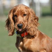 Cocker spaniel Molly
