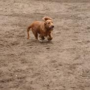 Cocker spaniel Molly