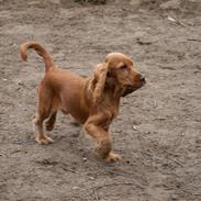 Cocker spaniel Molly