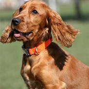 Cocker spaniel Molly