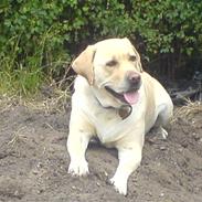 Labrador retriever Nuser