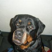 Rottweiler tyson