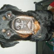Rottweiler tyson