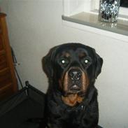 Rottweiler tyson