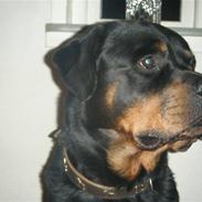 Rottweiler tyson