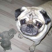 Mops Csörteto-Vadóc Füge(Fuga)