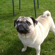 Mops Csörteto-Vadóc Füge(Fuga)