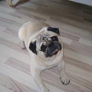 Mops Csörteto-Vadóc Füge(Fuga)