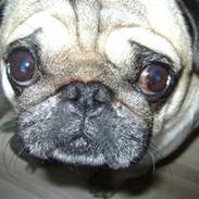 Mops Csörteto-Vadóc Füge(Fuga)