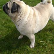 Mops Csörteto-Vadóc Füge(Fuga)