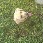 Labrador retriever Nuser