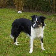 Border collie Blue Borders Dawn