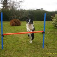 Border collie Blue Borders Dawn