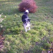 Border collie Blue Borders Dawn