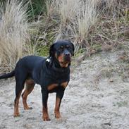 Rottweiler Zenta