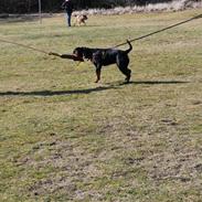 Rottweiler Zenta