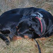 Rottweiler Zenta