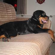 Rottweiler  joline