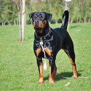 Rottweiler Zenta