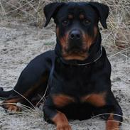 Rottweiler Zenta