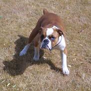 Olde english bulldogge Nanna