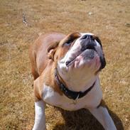 Olde english bulldogge Nanna